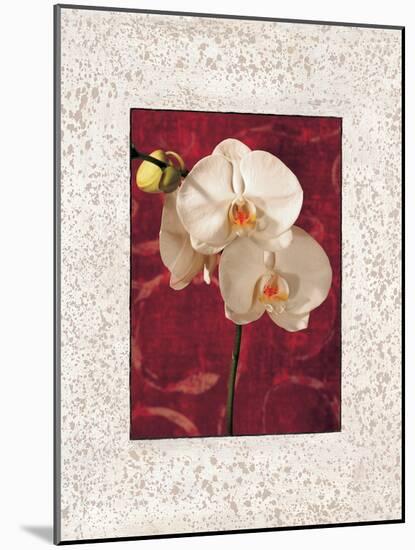 Orchids-John Seba-Mounted Art Print