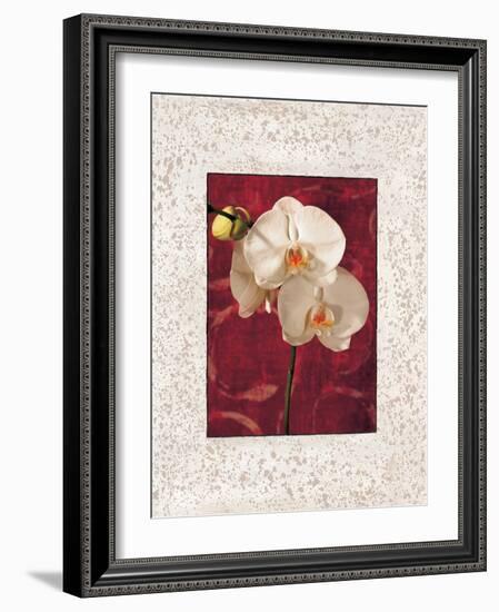 Orchids-John Seba-Framed Art Print