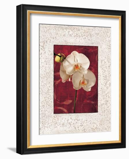Orchids-John Seba-Framed Art Print