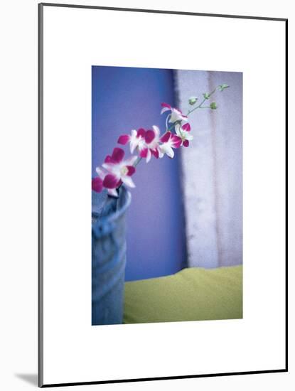 Orchids-unknown unknown-Mounted Photo