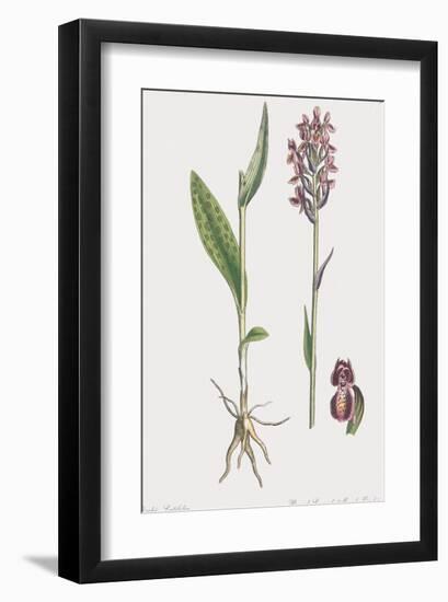 Orchis Latifolia-James Sowerby-Framed Giclee Print