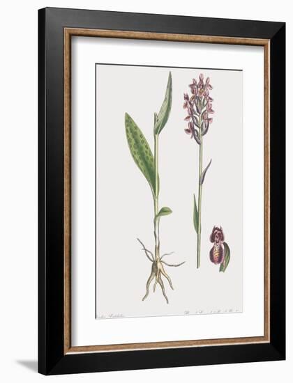 Orchis Latifolia-James Sowerby-Framed Giclee Print