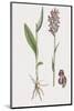 Orchis Latifolia-James Sowerby-Mounted Giclee Print