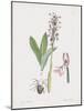 Orchis Militaris-James Sowerby-Mounted Giclee Print