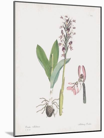 Orchis Militaris-James Sowerby-Mounted Giclee Print