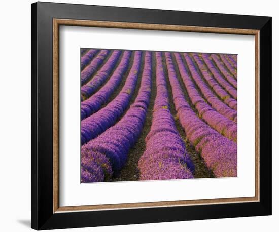 Orderly Rows of Lavender, Provence Region, France-Jim Zuckerman-Framed Photographic Print