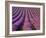 Orderly Rows of Lavender, Provence Region, France-Jim Zuckerman-Framed Photographic Print