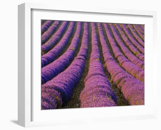 Orderly Rows of Lavender, Provence Region, France-Jim Zuckerman-Framed Photographic Print