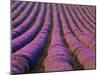 Orderly Rows of Lavender, Provence Region, France-Jim Zuckerman-Mounted Photographic Print
