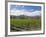 Orderly rows of vines in a typical Wairau Valley vineyard, Renwick, near Blenheim, Marlborough, Sou-Ruth Tomlinson-Framed Photographic Print