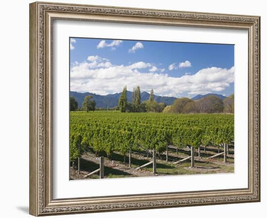 Orderly rows of vines in a typical Wairau Valley vineyard, Renwick, near Blenheim, Marlborough, Sou-Ruth Tomlinson-Framed Photographic Print