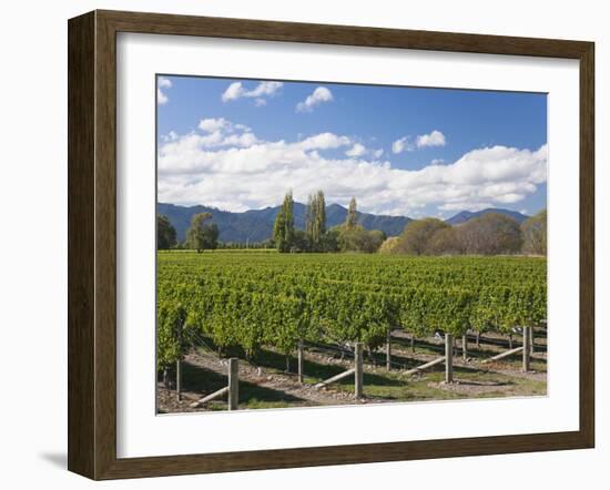 Orderly rows of vines in a typical Wairau Valley vineyard, Renwick, near Blenheim, Marlborough, Sou-Ruth Tomlinson-Framed Photographic Print