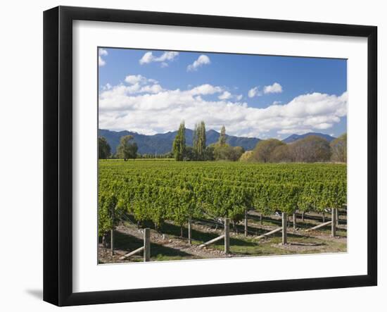 Orderly rows of vines in a typical Wairau Valley vineyard, Renwick, near Blenheim, Marlborough, Sou-Ruth Tomlinson-Framed Photographic Print
