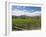 Orderly rows of vines in a typical Wairau Valley vineyard, Renwick, near Blenheim, Marlborough, Sou-Ruth Tomlinson-Framed Photographic Print