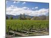 Orderly rows of vines in a typical Wairau Valley vineyard, Renwick, near Blenheim, Marlborough, Sou-Ruth Tomlinson-Mounted Photographic Print