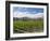 Orderly rows of vines in a typical Wairau Valley vineyard, Renwick, near Blenheim, Marlborough, Sou-Ruth Tomlinson-Framed Photographic Print