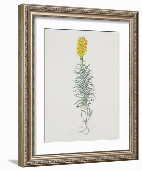 Ordinary Flax Weed-Moritz Michael Daffinger-Framed Collectable Print