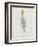 Ordinary Flax Weed-Moritz Michael Daffinger-Framed Collectable Print