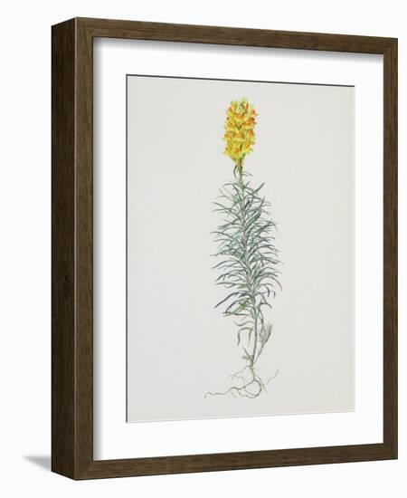 Ordinary Flax Weed-Moritz Michael Daffinger-Framed Collectable Print