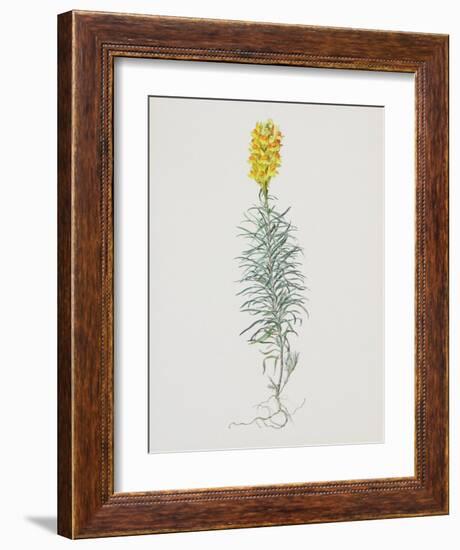 Ordinary Flax Weed-Moritz Michael Daffinger-Framed Collectable Print
