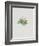 Ordinary Stipeless Primrose-Moritz Michael Daffinger-Framed Collectable Print