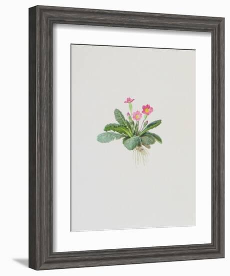 Ordinary Stipeless Primrose-Moritz Michael Daffinger-Framed Collectable Print