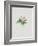 Ordinary Stipeless Primrose-Moritz Michael Daffinger-Framed Collectable Print