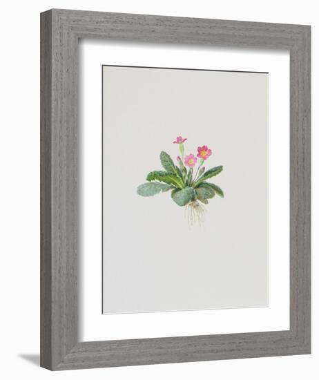 Ordinary Stipeless Primrose-Moritz Michael Daffinger-Framed Collectable Print