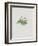 Ordinary Stipeless Primrose-Moritz Michael Daffinger-Framed Collectable Print