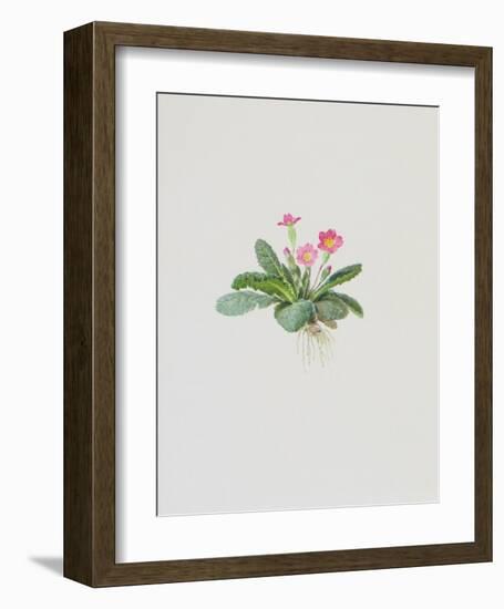 Ordinary Stipeless Primrose-Moritz Michael Daffinger-Framed Collectable Print