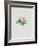 Ordinary Stipeless Primrose-Moritz Michael Daffinger-Framed Collectable Print