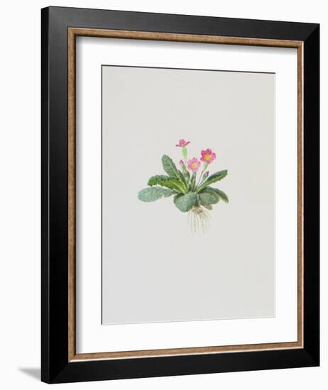 Ordinary Stipeless Primrose-Moritz Michael Daffinger-Framed Collectable Print