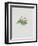 Ordinary Stipeless Primrose-Moritz Michael Daffinger-Framed Collectable Print