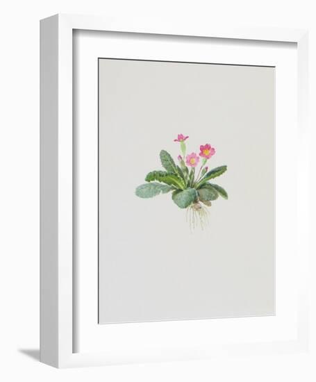 Ordinary Stipeless Primrose-Moritz Michael Daffinger-Framed Collectable Print