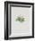 Ordinary Stipeless Primrose-Moritz Michael Daffinger-Framed Collectable Print