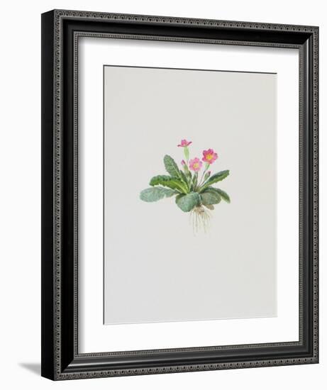 Ordinary Stipeless Primrose-Moritz Michael Daffinger-Framed Collectable Print