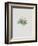 Ordinary Stipeless Primrose-Moritz Michael Daffinger-Framed Collectable Print