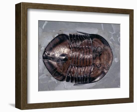 Ordovician Isotelus Gigas Trilobite Fossil-Kevin Schafer-Framed Premium Photographic Print