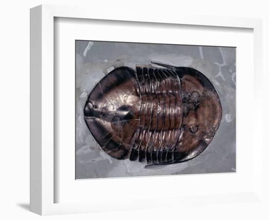 Ordovician Isotelus Gigas Trilobite Fossil-Kevin Schafer-Framed Photographic Print