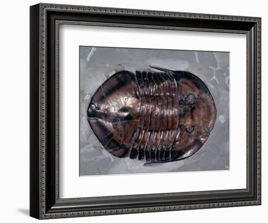 Ordovician Isotelus Gigas Trilobite Fossil-Kevin Schafer-Framed Photographic Print