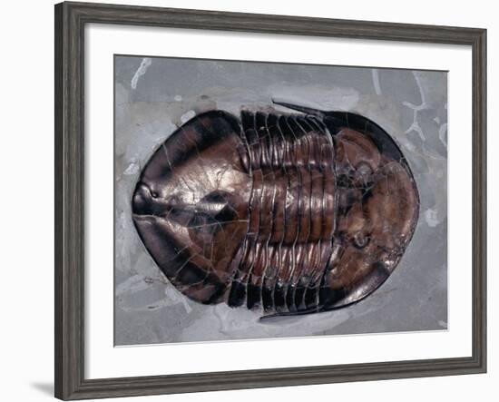 Ordovician Isotelus Gigas Trilobite Fossil-Kevin Schafer-Framed Photographic Print