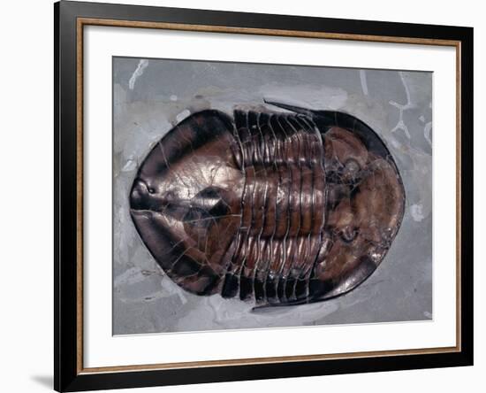 Ordovician Isotelus Gigas Trilobite Fossil-Kevin Schafer-Framed Photographic Print