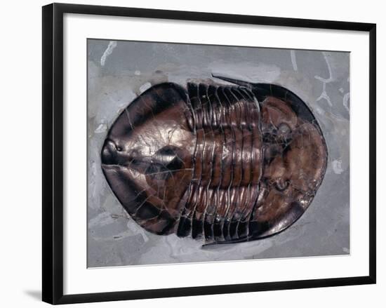 Ordovician Isotelus Gigas Trilobite Fossil-Kevin Schafer-Framed Photographic Print