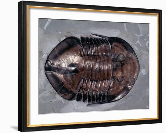 Ordovician Isotelus Gigas Trilobite Fossil-Kevin Schafer-Framed Photographic Print