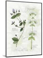 Oregano and Mint-Elissa Della-piana-Mounted Art Print