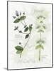 Oregano and Mint-Elissa Della-piana-Mounted Art Print