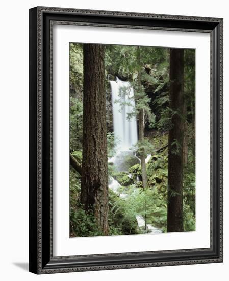 Oregon, a Waterfall in an Old Growth Forest-Christopher Talbot Frank-Framed Photographic Print