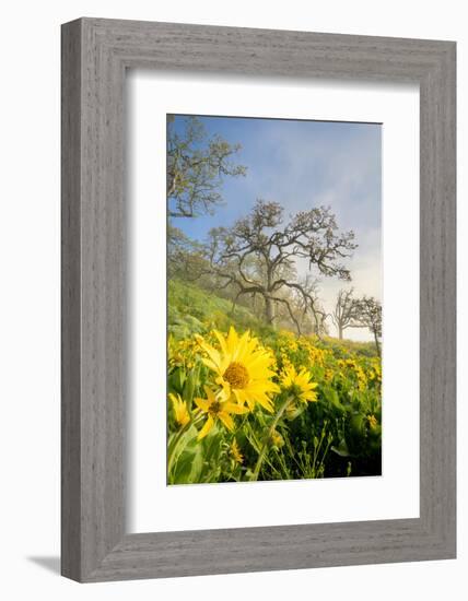 Oregon. Arrowleaf Balsamroot flowers and oak trees in spring bloom at the Rowena Plateau-Gary Luhm-Framed Photographic Print