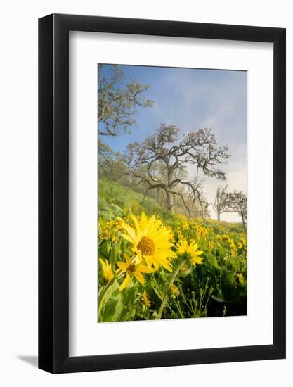 Oregon. Arrowleaf Balsamroot flowers and oak trees in spring bloom at the Rowena Plateau-Gary Luhm-Framed Photographic Print