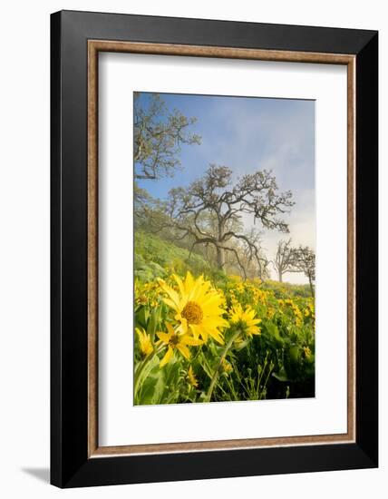 Oregon. Arrowleaf Balsamroot flowers and oak trees in spring bloom at the Rowena Plateau-Gary Luhm-Framed Photographic Print